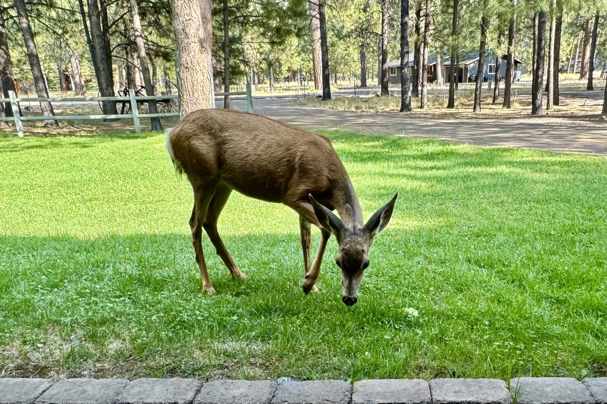 Front Yard Visitor
