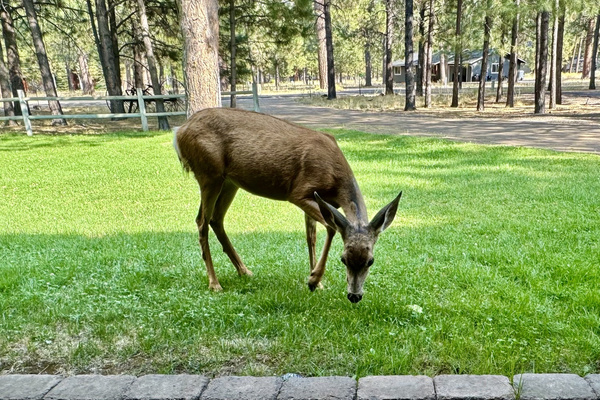 Front Yard Visitor