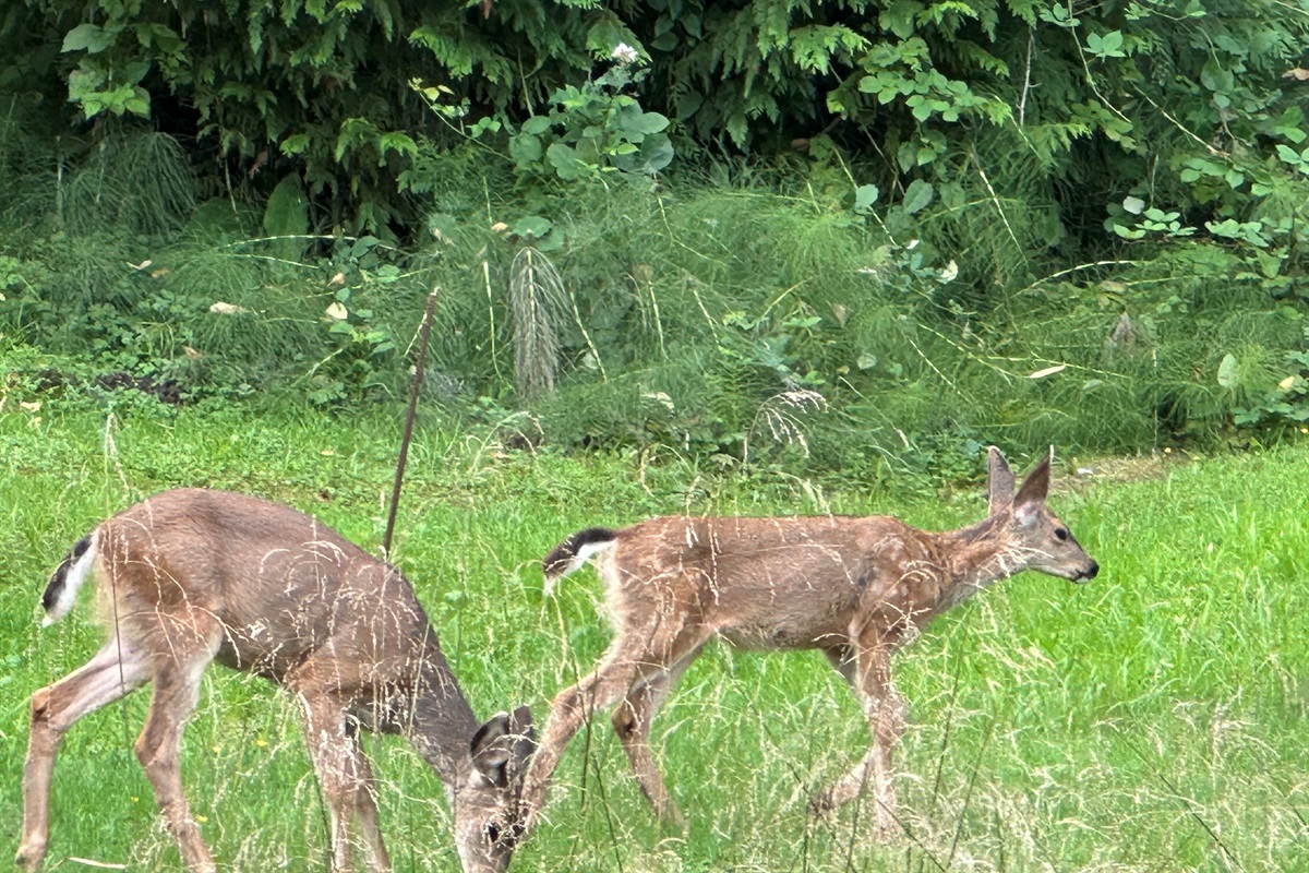 Wildlife visits happen here—deer and their little ones occasionally grace the peaceful meadow-like yard