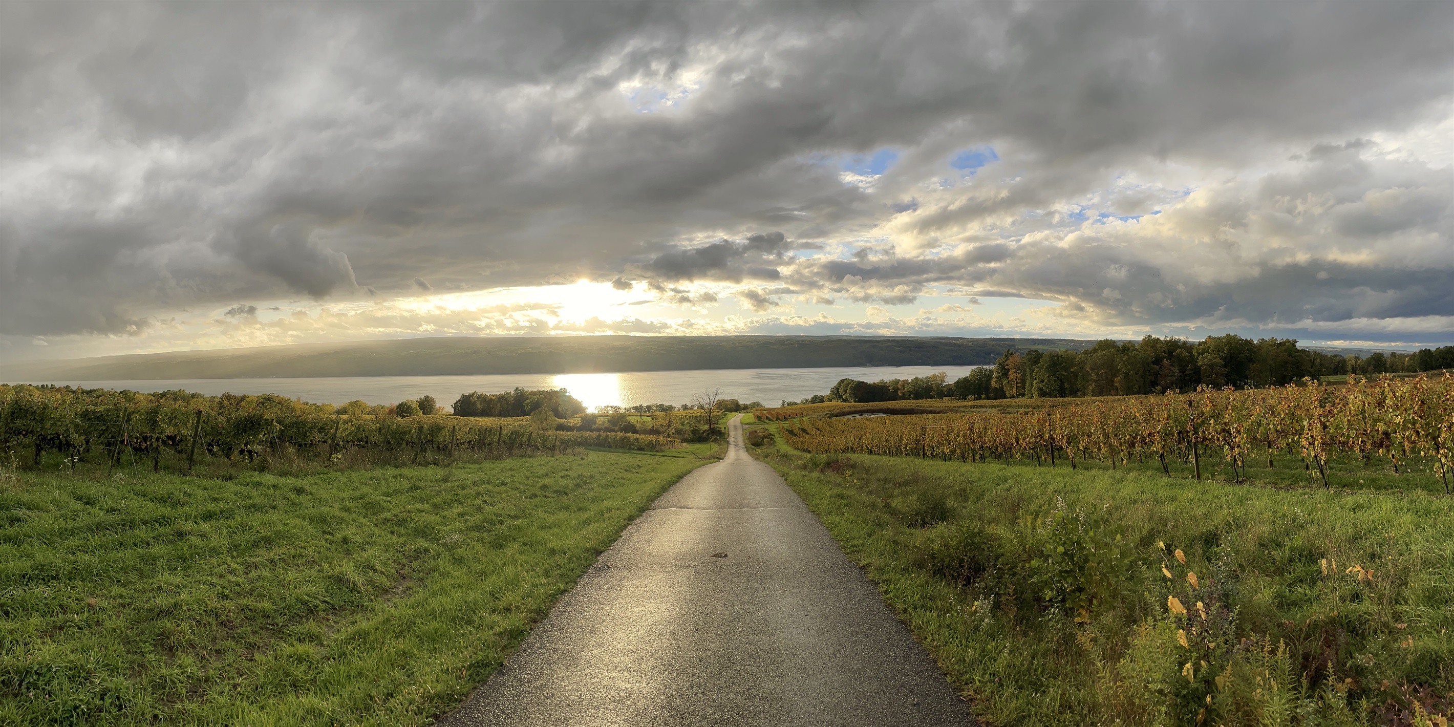 Narrow Private Vineyard Lined Road