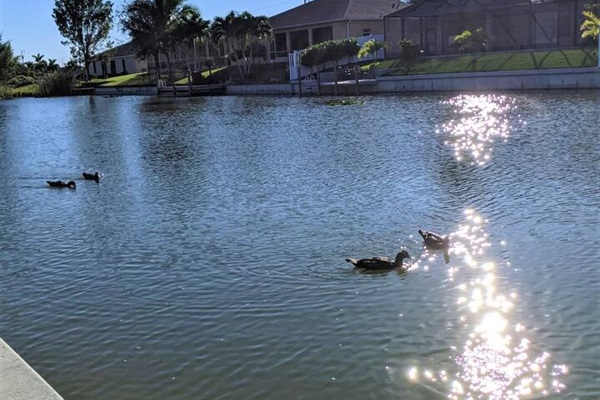 Nature’s guests — ducks enjoying their time in the water by the canal!