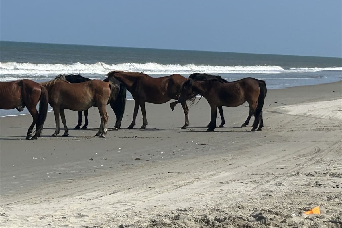 Wild horses roaming the nearby beach area