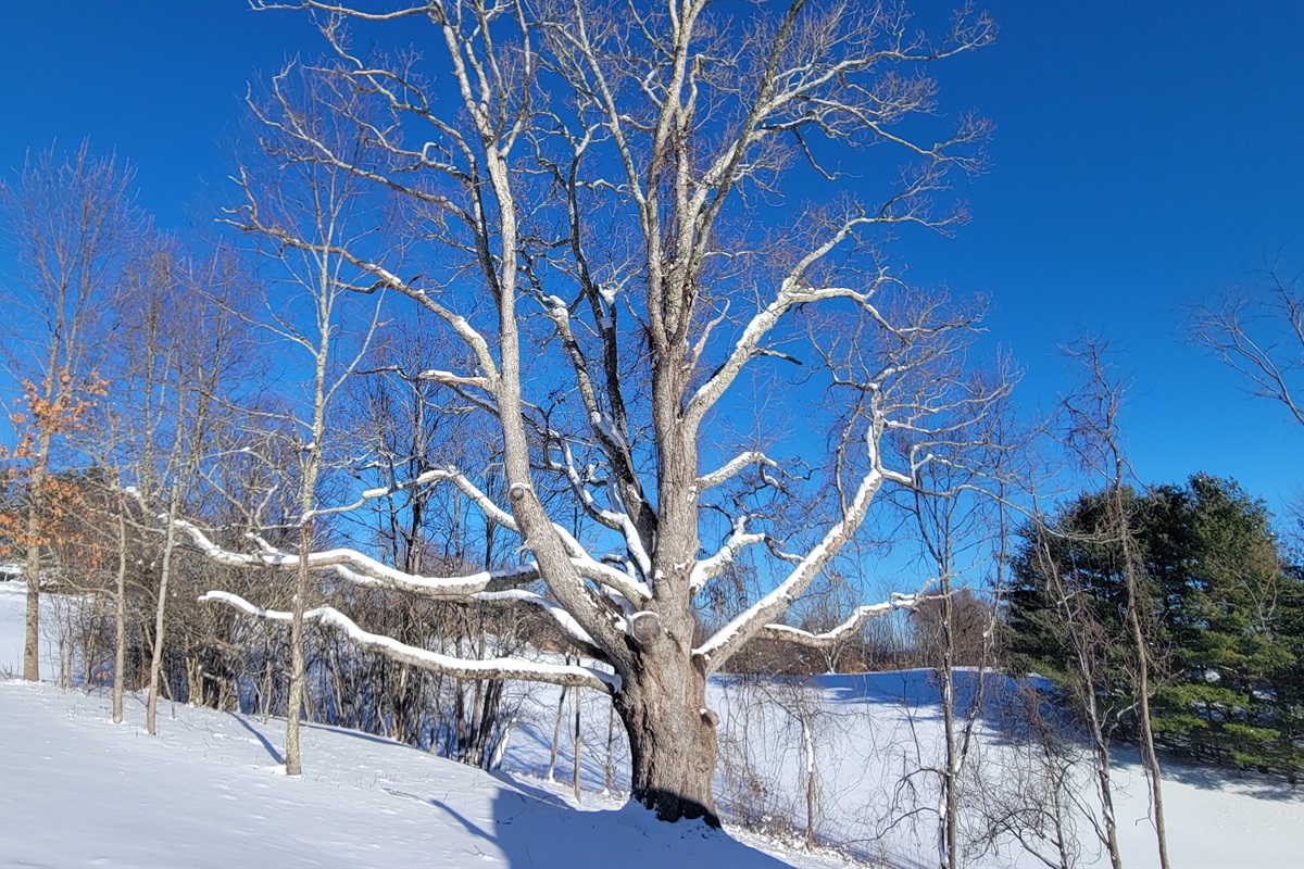 Giant oak tree near the cabin