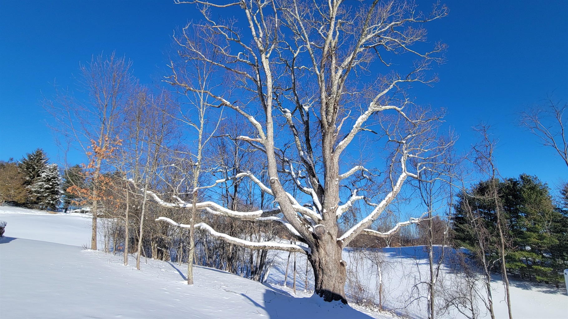 Giant oak tree near the cabin