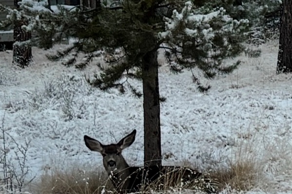 Many deer call SR home