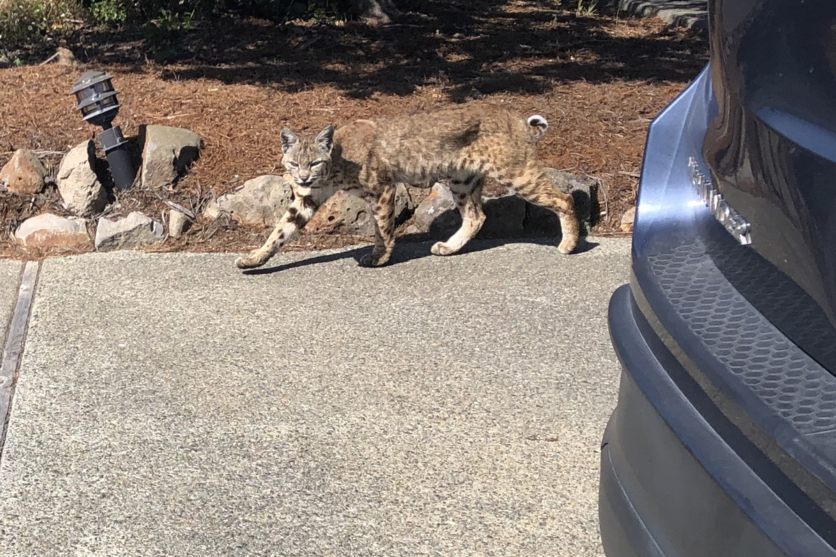 Local bobcat on his morning stroll past driveway