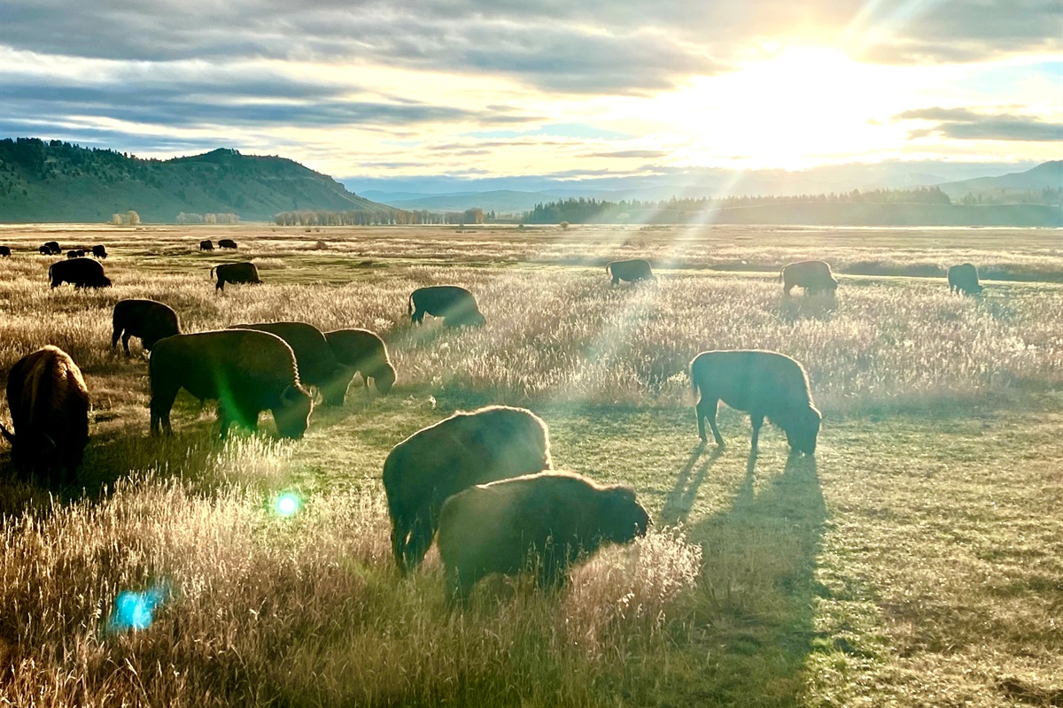 Wake bright & early, grab your mug to-go and head towards Grand Teton NP - pull over, cut the engine, and be in awe as a hundred bison graze in shafts of golden light at sunrise.  These are the moments you'll be reminiscing about for years to come. 