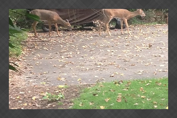 deer outside of 601 in the morning and afternoon