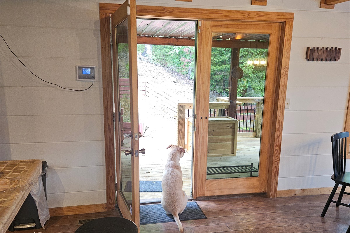 Your dog is more than welcome at Dream View Lodge. This is our dog Jake just taking in the scenery