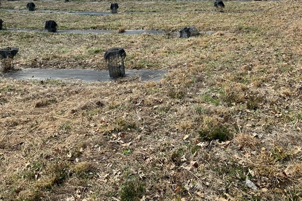 Pawpaw orchard after spring cleanup.