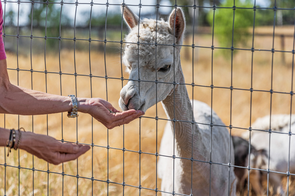 A handful of treats, a new friend. Feeding the animals is one of the sweetest parts of staying here—and we provide the treats so you can make it a daily ritual.