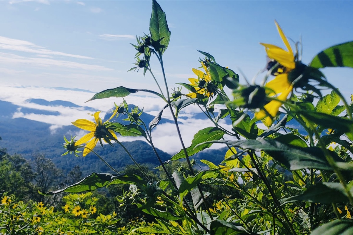 Take an adventure to The Blue Ridge Parkway 