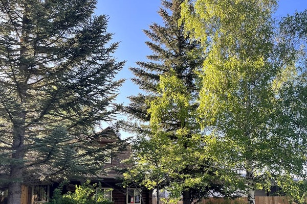 Tall, mature trees and lush green lawn give a serene and relaxing feeling to the entire property.