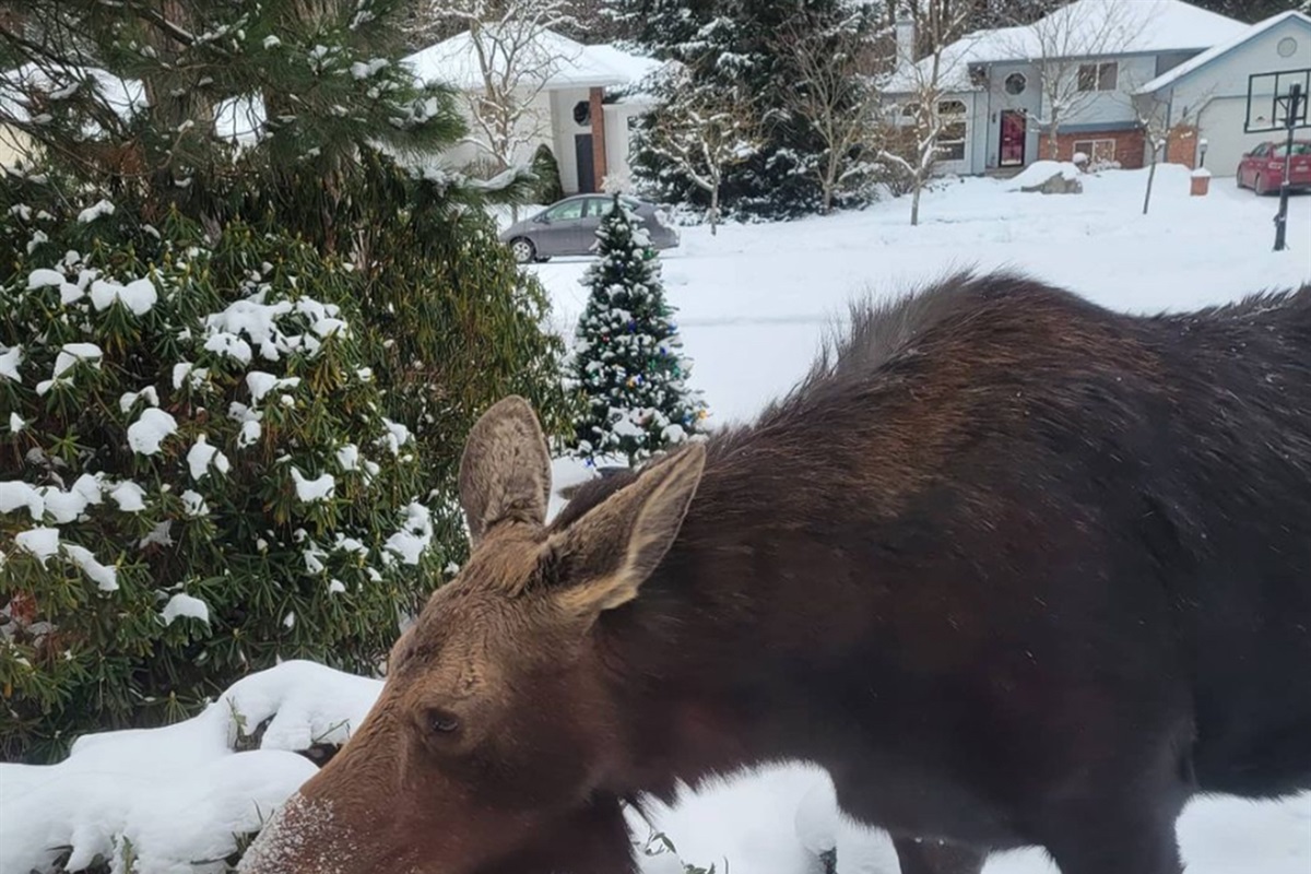 Moose may be see roaming the neighborhood in winter months.