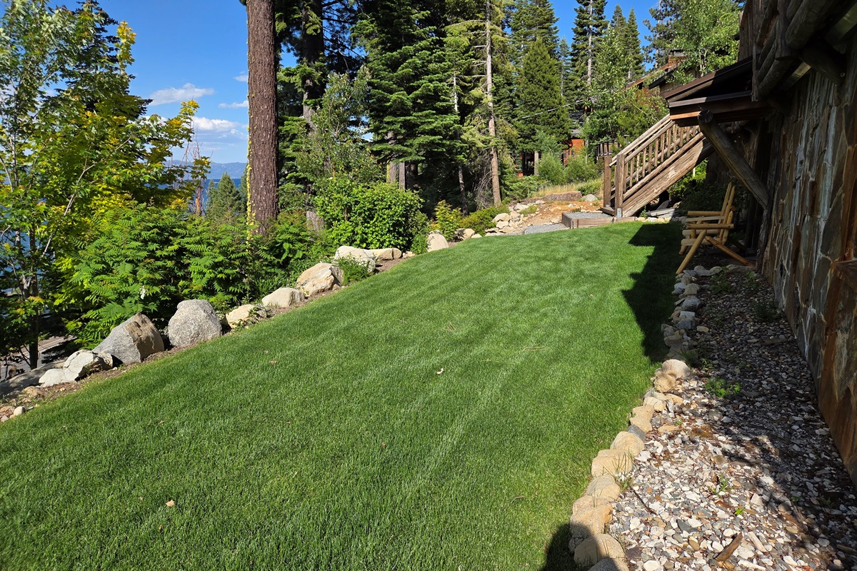 Our lawn in the summertime.