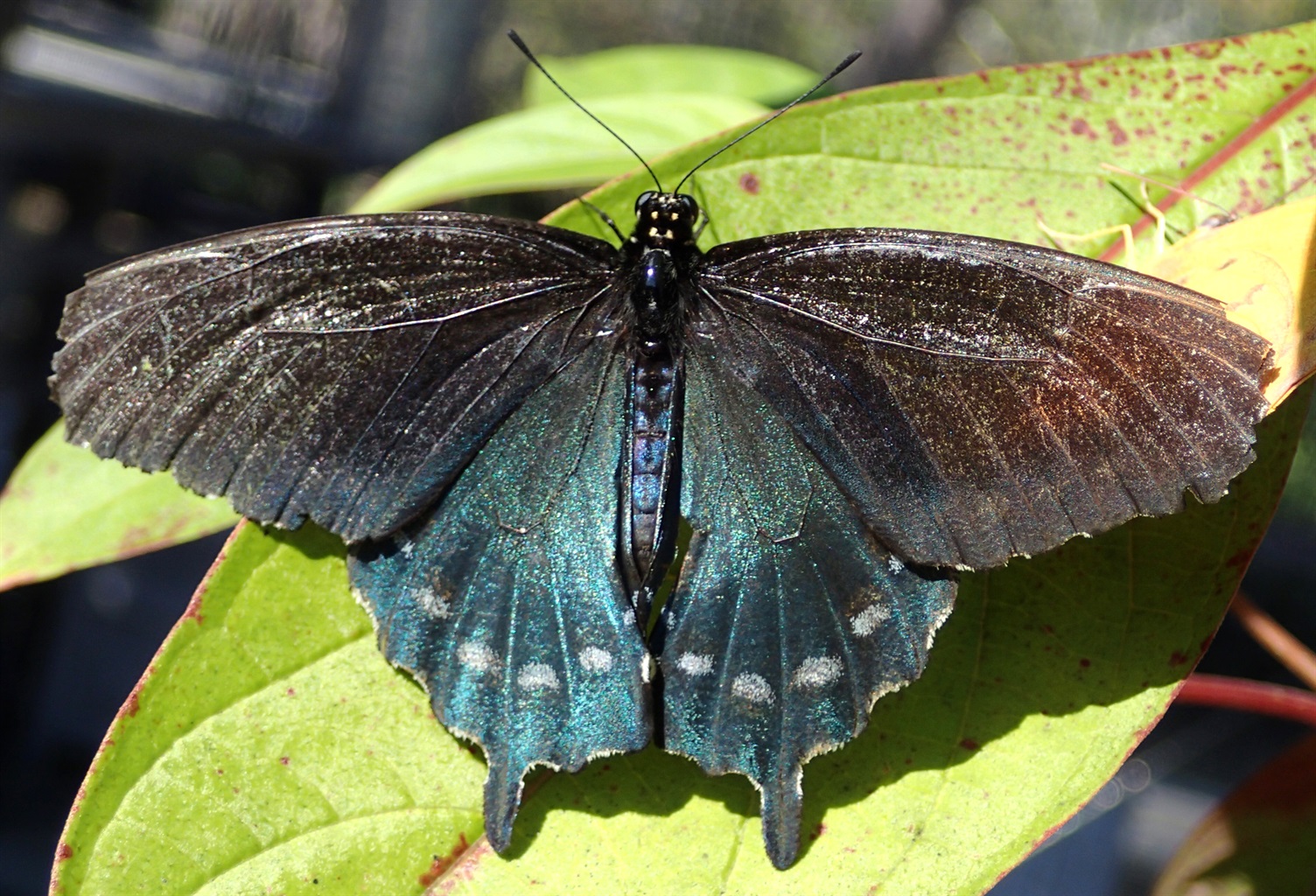 Pipevine Swallowtail