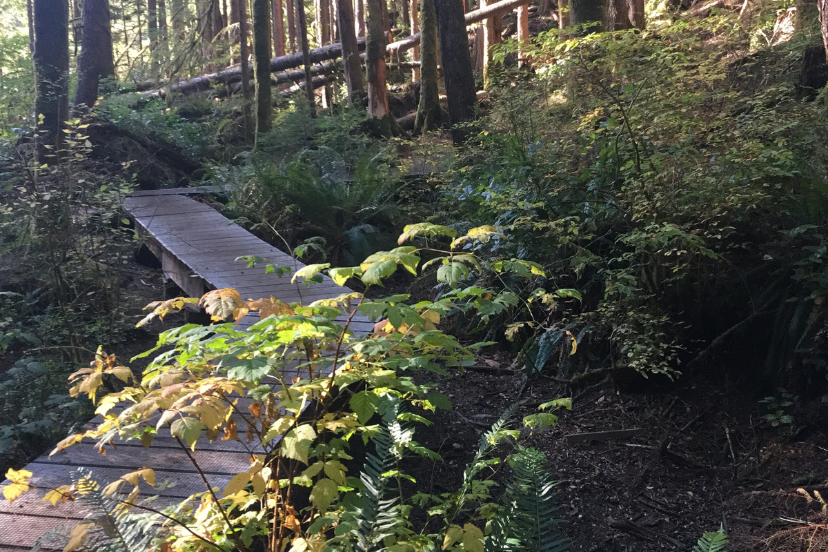 More pathways in Avatar Grove