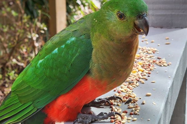 The birds - they love this place! We provide seed for you to feed them. Throw it on the lawn, or put in your hand and coax them to you!