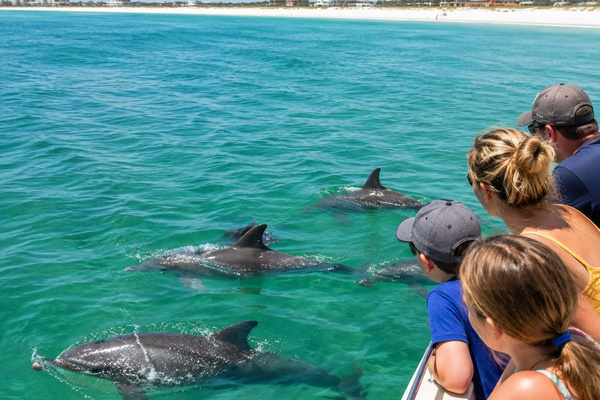 AI-created dolphin-watching illustration inspired by Panama City Beach boat tours. Tours booked separately; wildlife sightings are not guaranteed.
