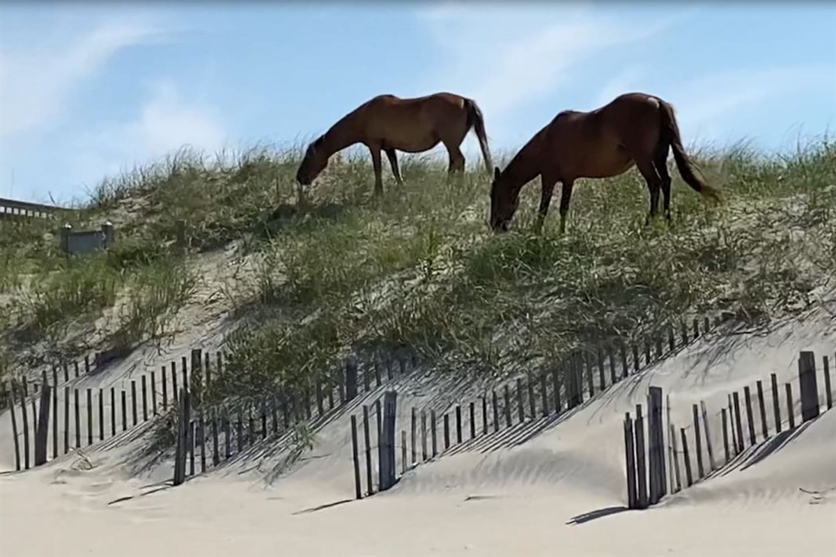 Our friends at the beach