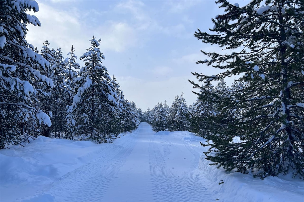 Beautiful pine forest surrounding the cabin. 1 acre lot.