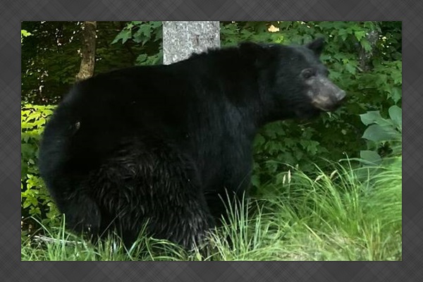 One of the area residents. 