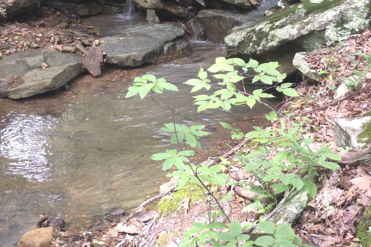 Creek and Falls Next To The Cabin