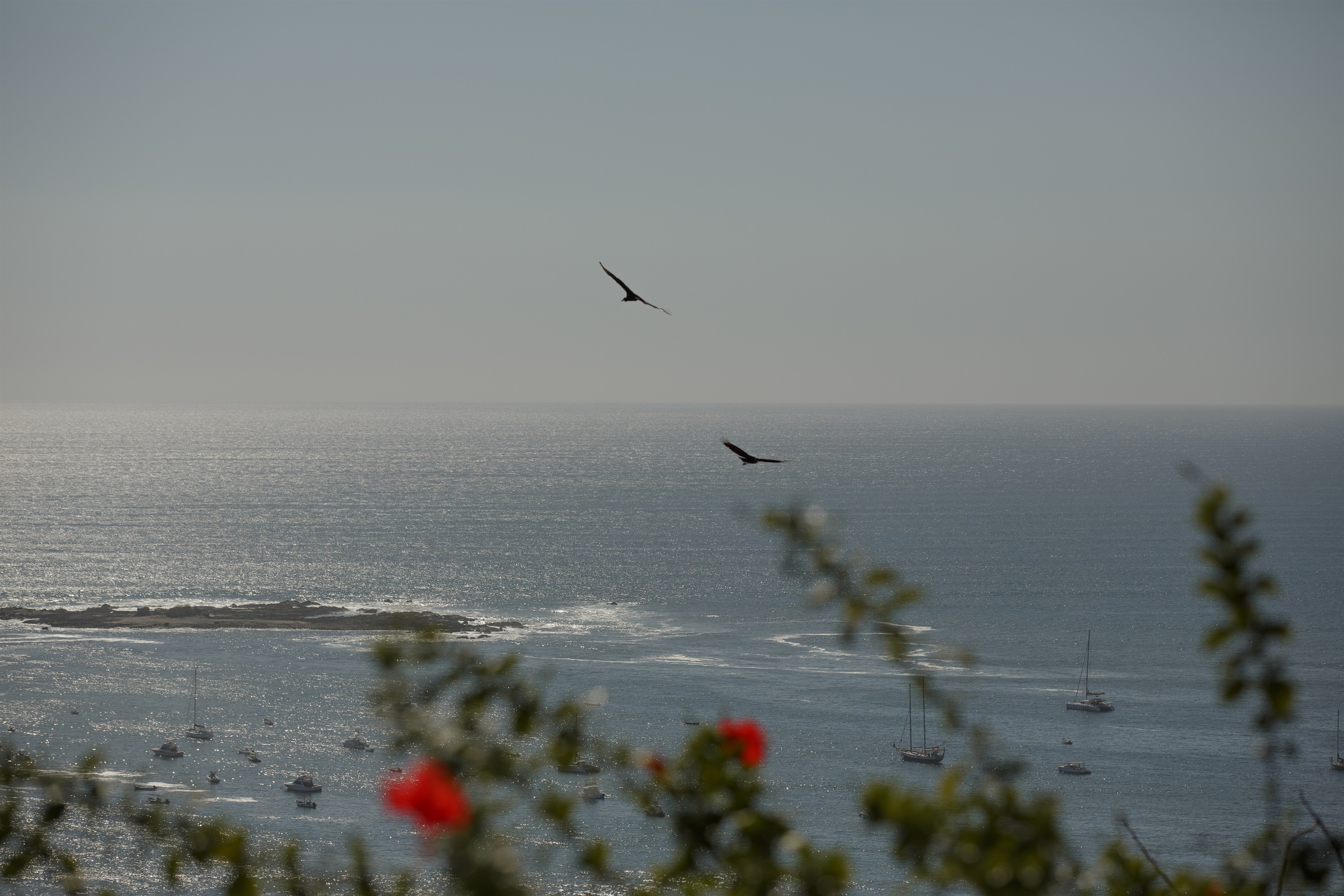 Watch the sea birds fly by 