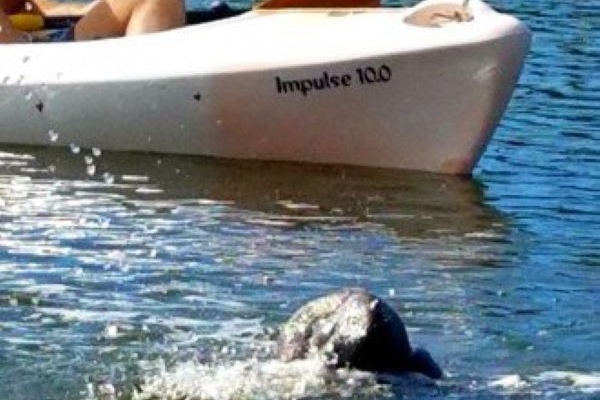 A friendly manatee