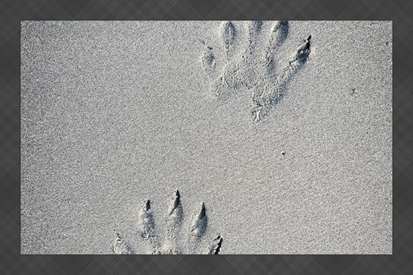 You are bound to run into native Costa Rican wildlife.  These Coatis tracks were on the beach next to Laguna Azul.  You'll hear Howler monkeys around the property most mornings and if you're lucky even a Tayra if you walk the trails in the hills.  
