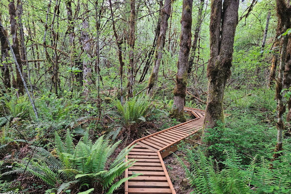 A permitted boardwalk escorts you through the wetland while protecting valuable wetland soils and the wildlife which calls them home.