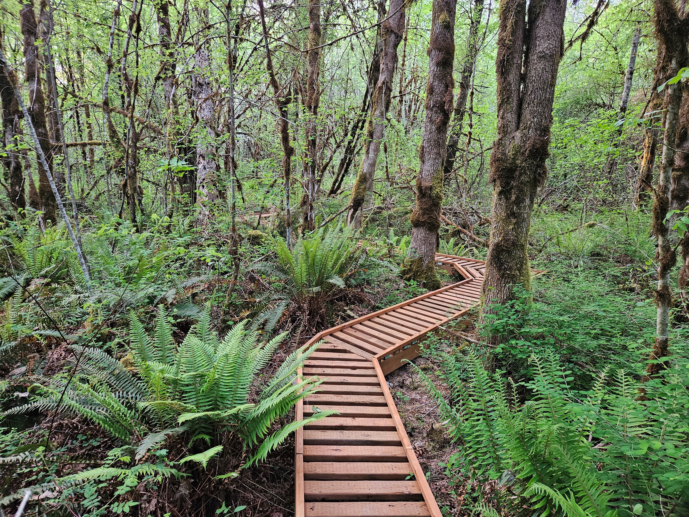 A permitted boardwalk escorts you through the wetland while protecting valuable wetland soils and the wildlife which calls them home.