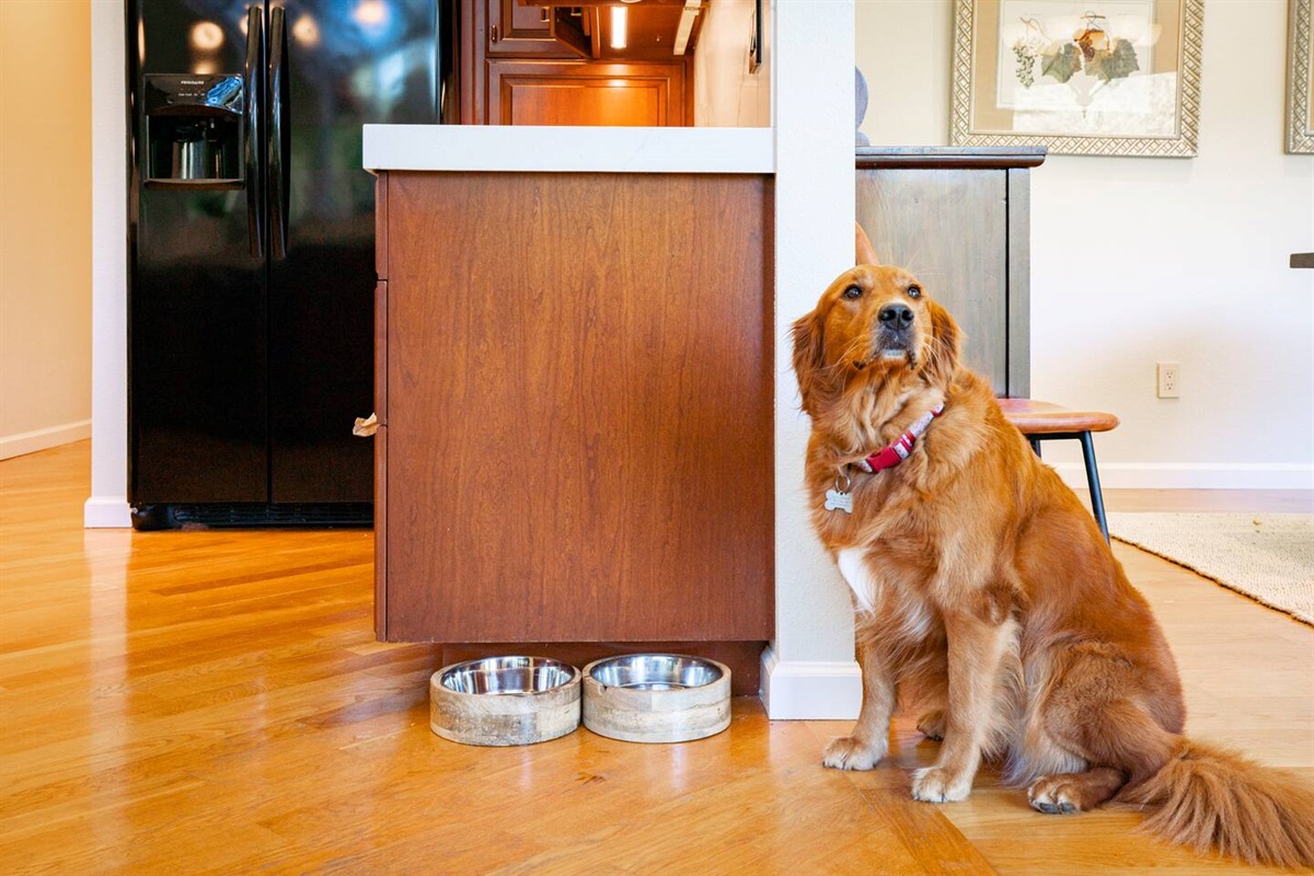 Pawsome news: Your furry friends are welcome here!