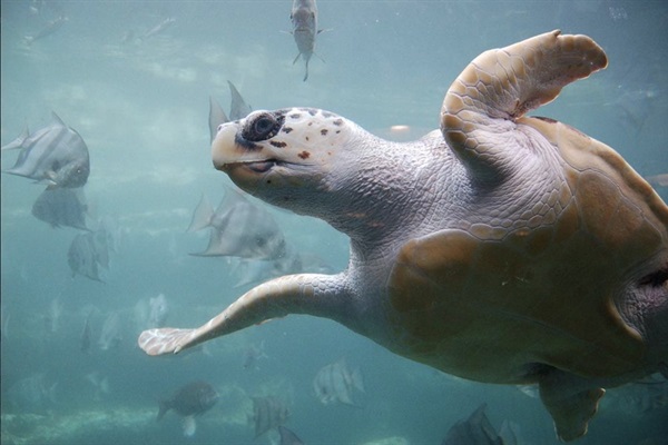 NC Aquarium just 30 min from our house in Manteo