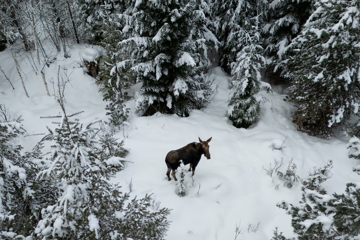 One of our frequent visitors - viewed from the Kih&icirc;w Nature Trail.