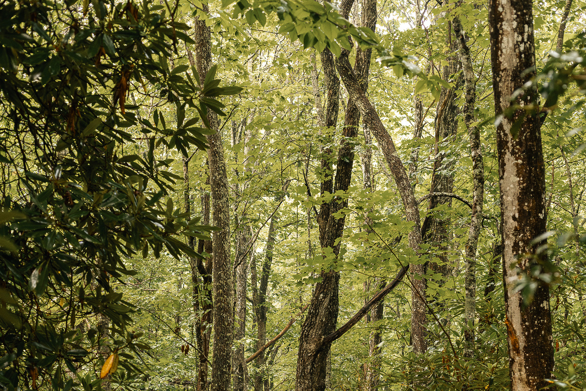 {Private Forest Setting} Step outside and find yourself surrounded by mature trees, rhododendrons, and the lush landscape of Pisgah Forest.