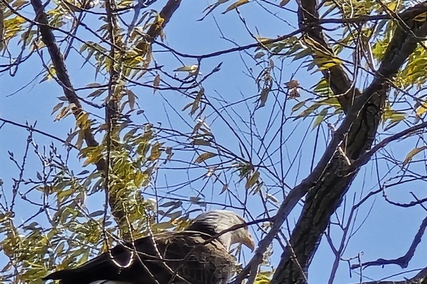 Bald eagle nest nearby