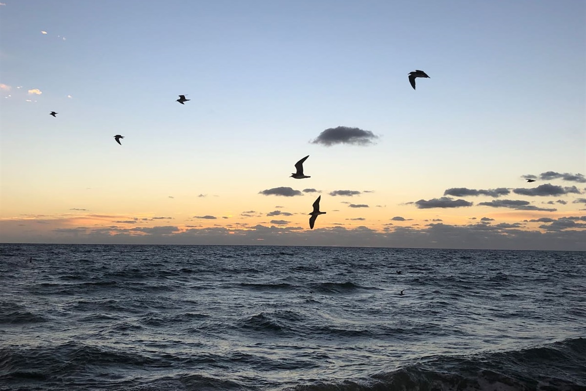 Seagulls out for an early morning breakfast in Pompano Beach Fl.