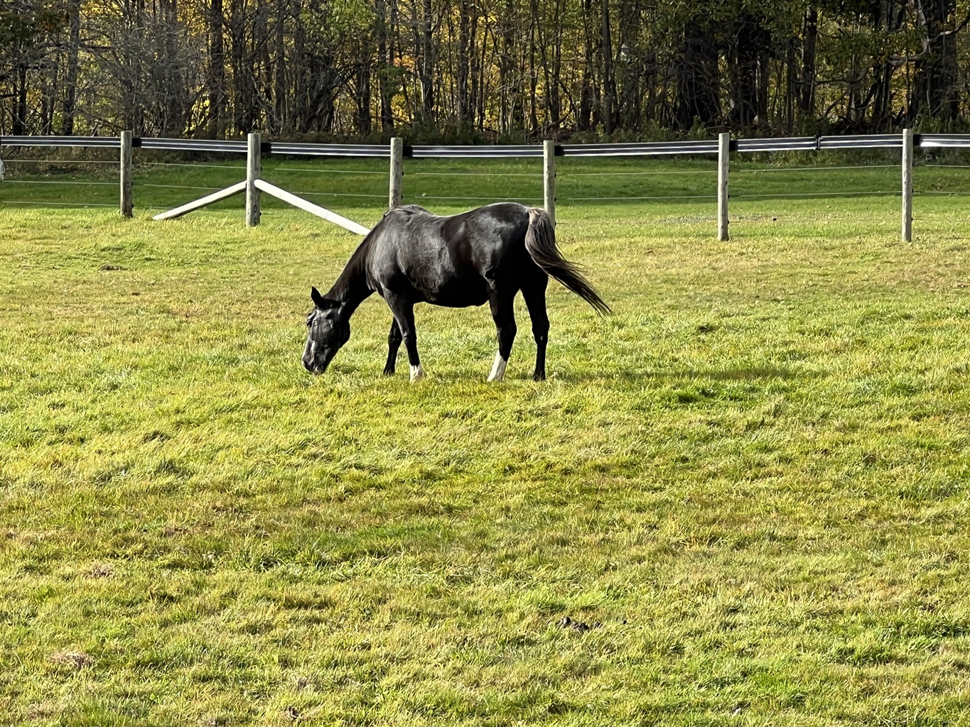 Horse Haven horse grazing in the pasture