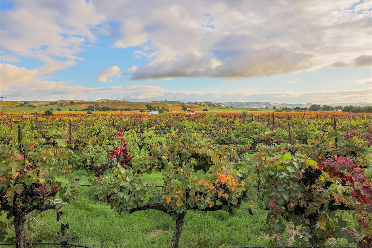 View of our petit sirah vineyards from the house.