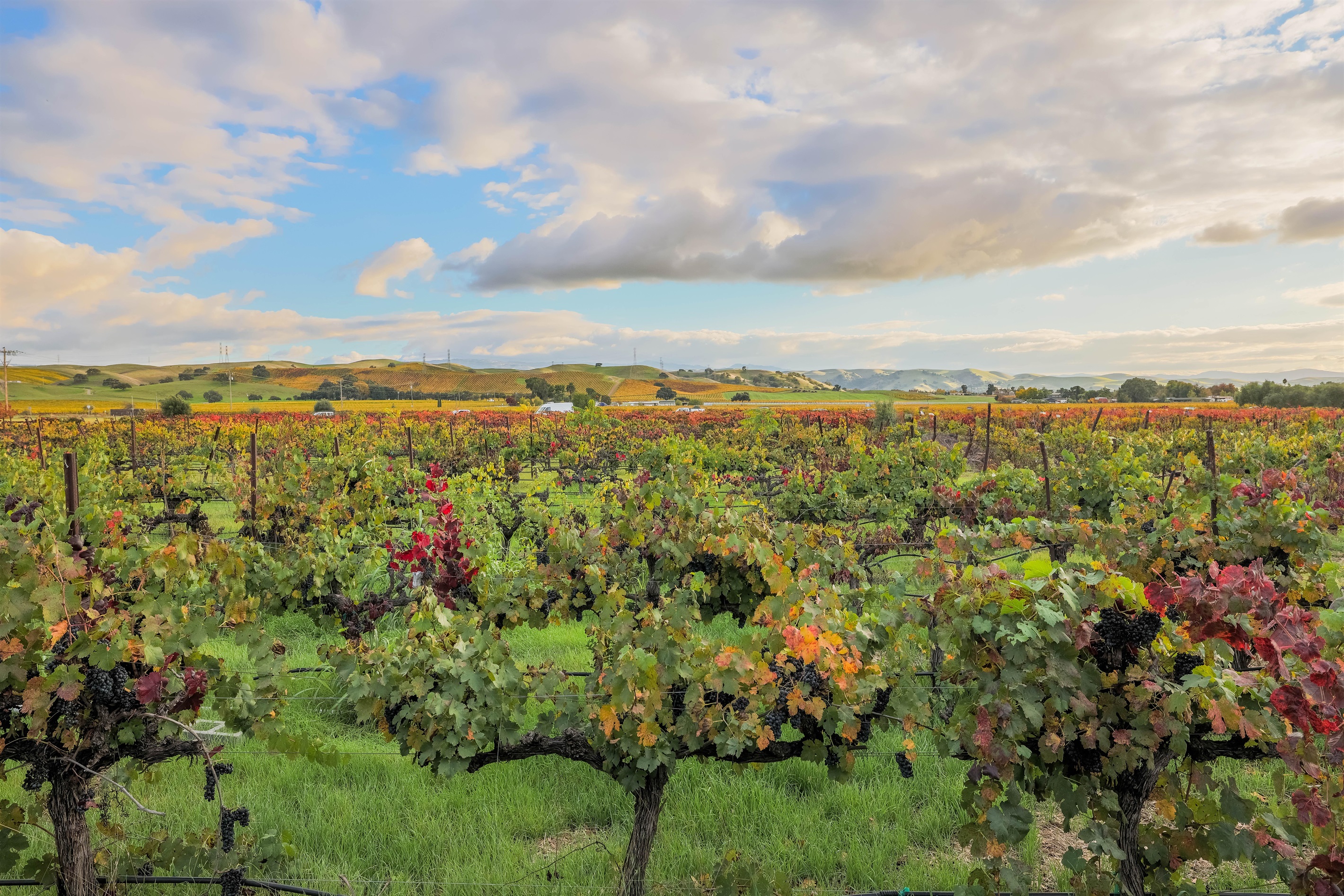 View of our petit sirah vineyards from the house.