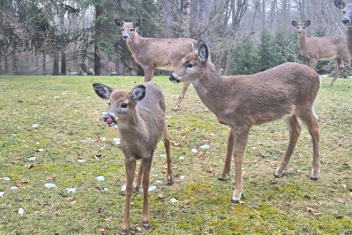 You can often see deer in the community