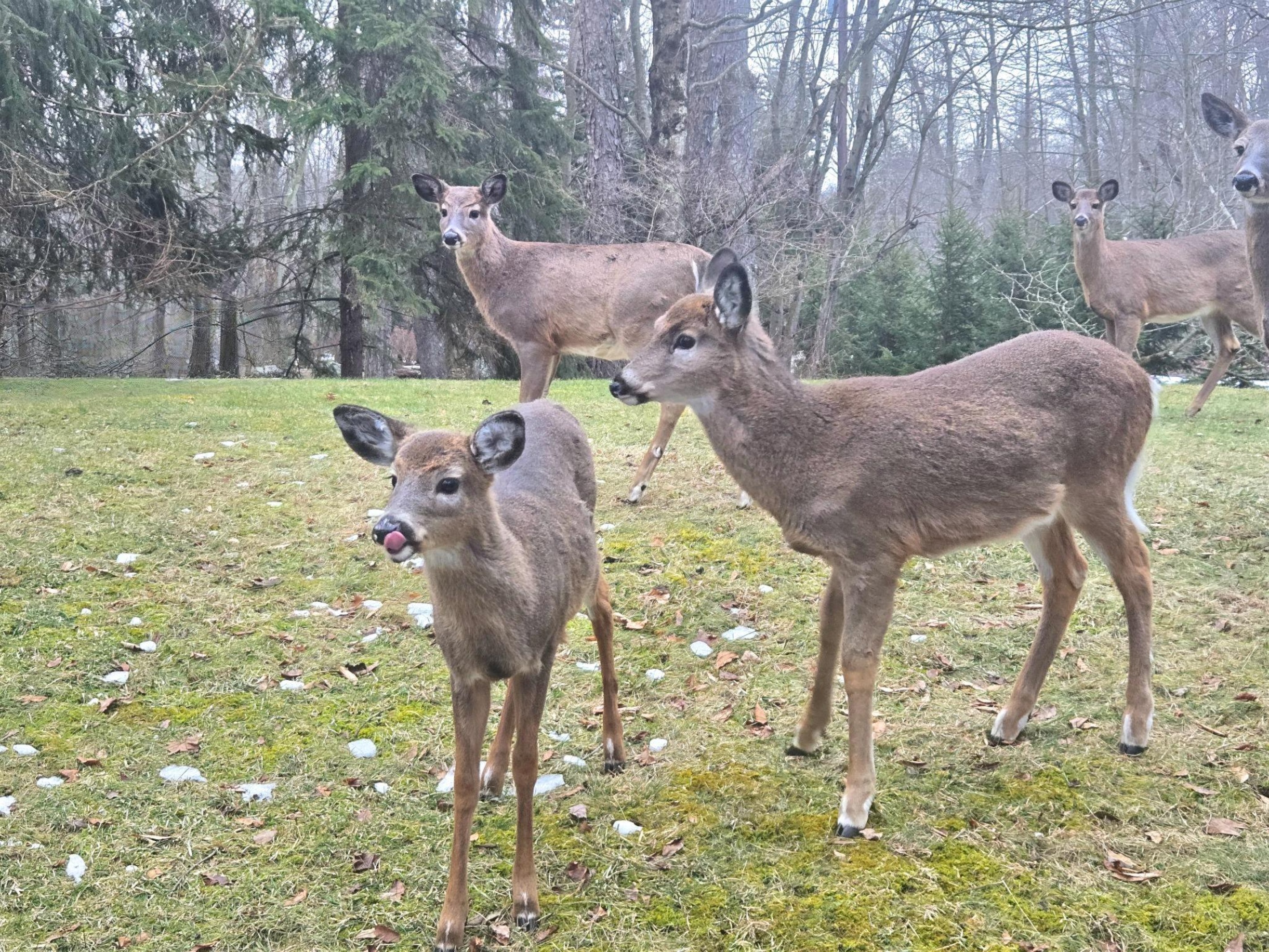 You can often see deer in the community