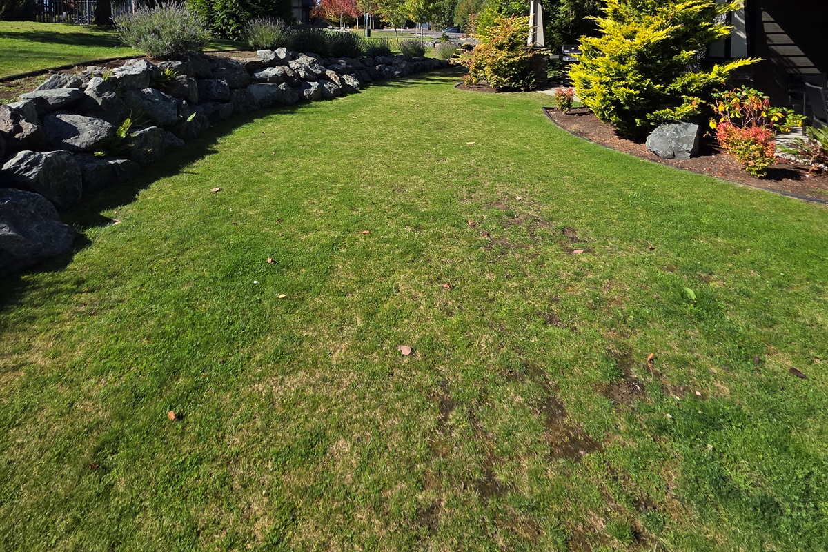 Beautiful Backyard. Green space.