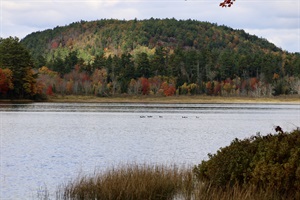 Maine fall foliage and some ducks swimming across Long Pond