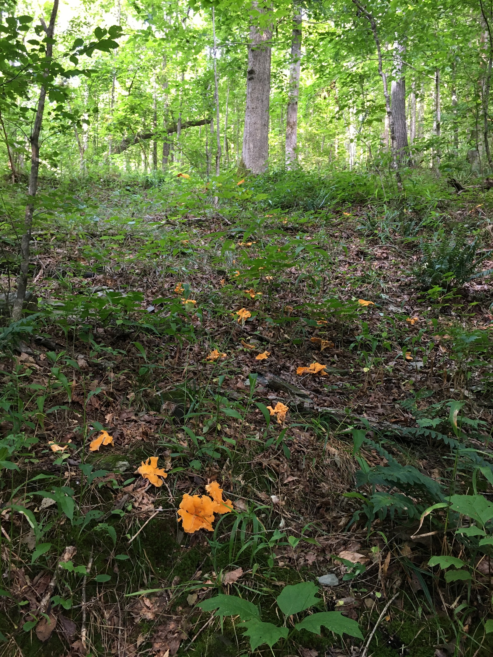 Chanterelle mushrooms.