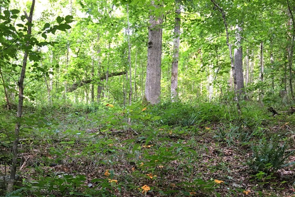 Chanterelle mushrooms.