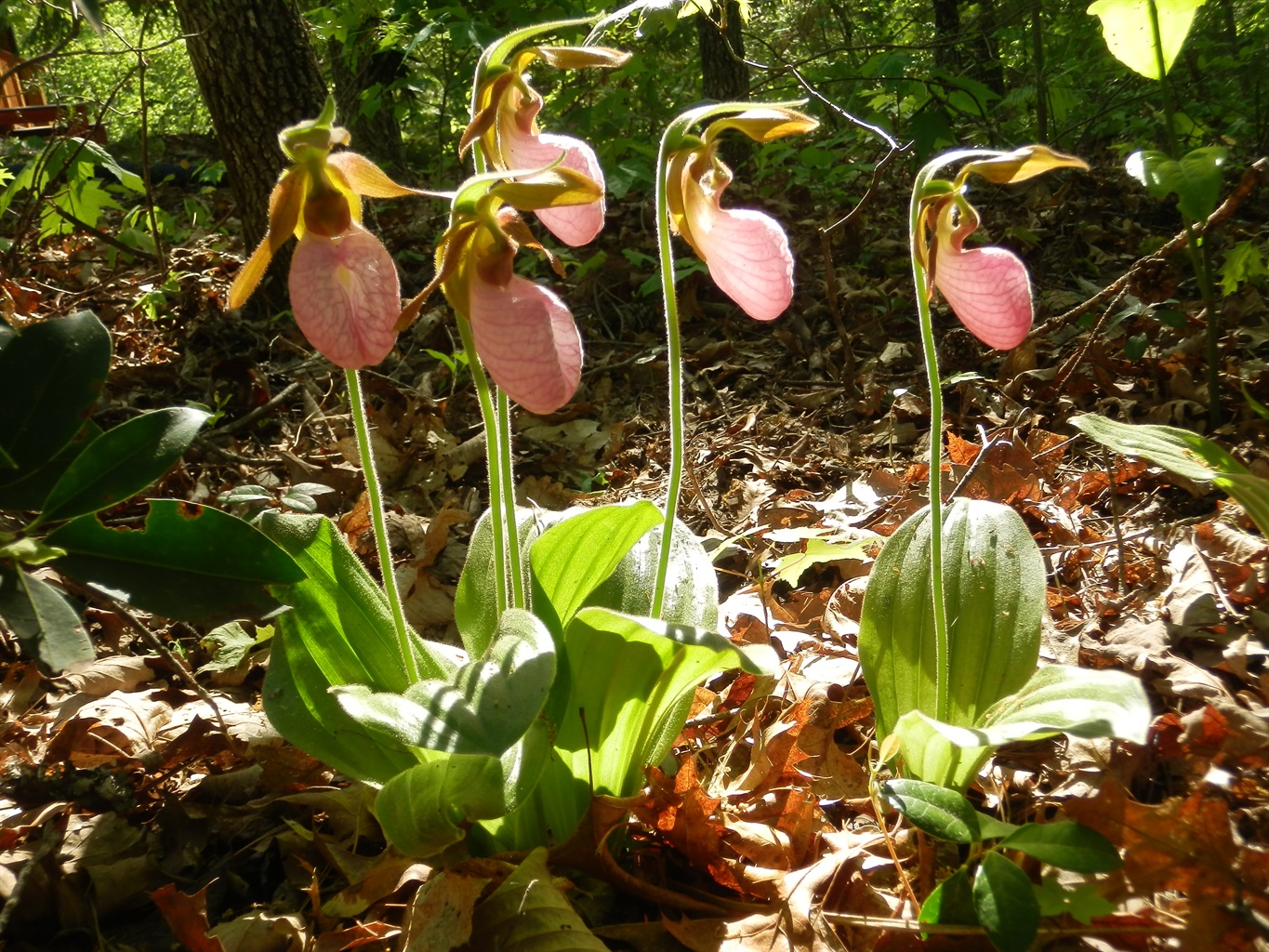 Pink lady slipper orchid on Appalachian Escape cabin property