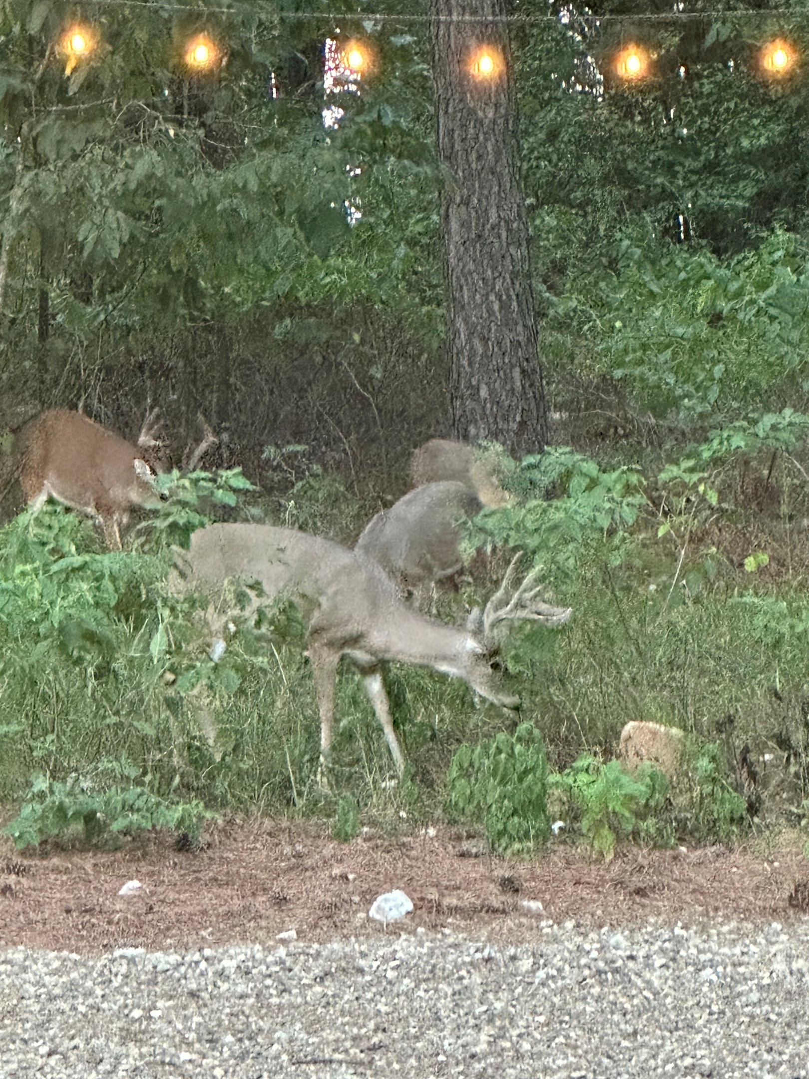 Oh Deer!