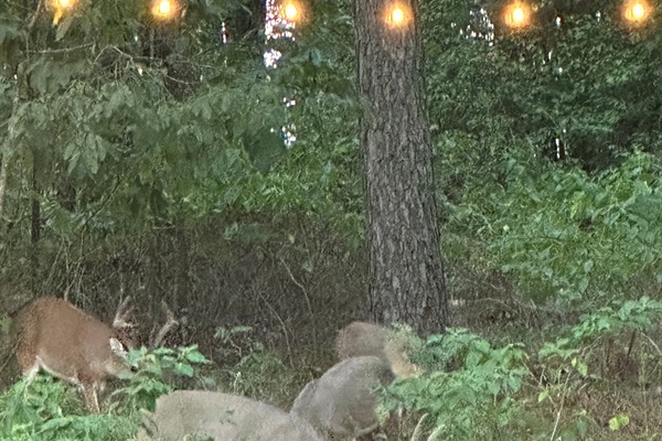 Oh Deer!